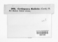 Cytospora salicis image
